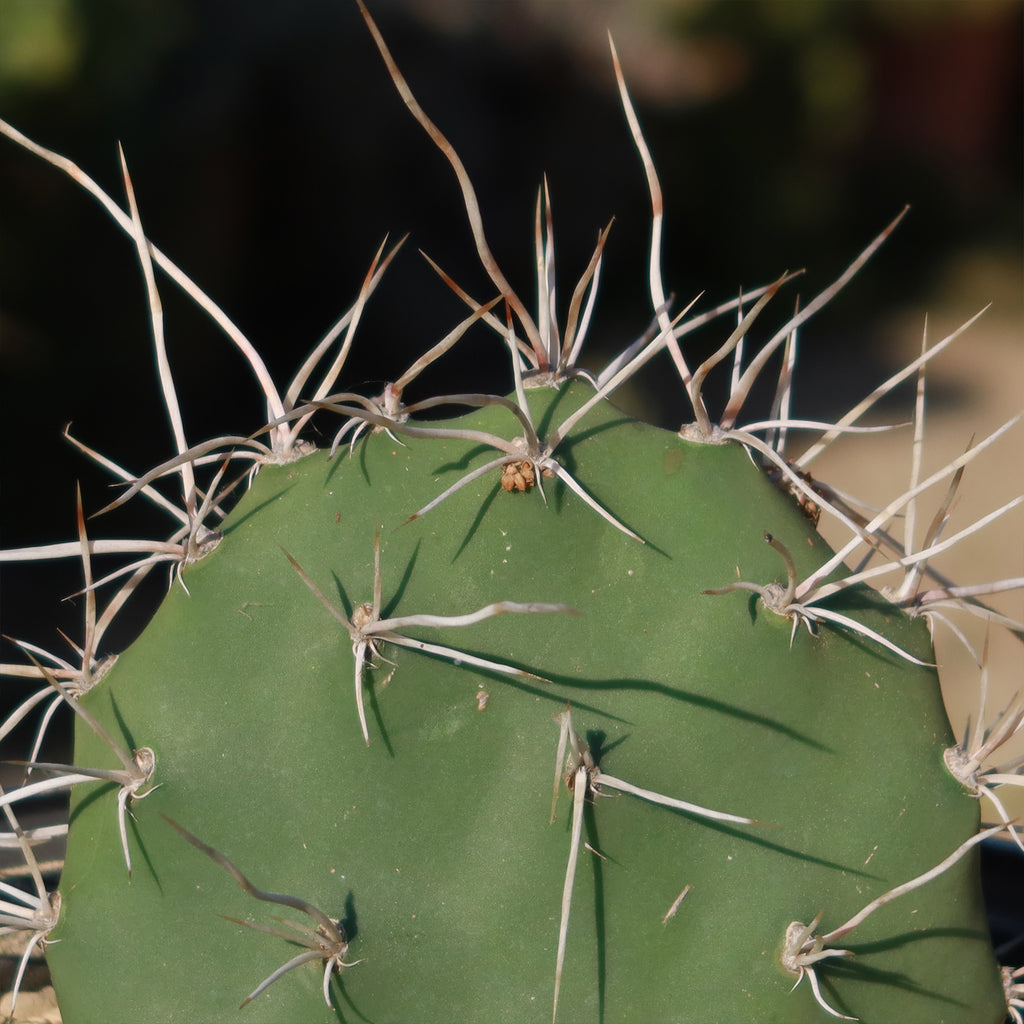 Prickly Pear Cactus &