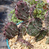 Purple Prickly Pear &