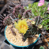 Purple Prickly Pear &