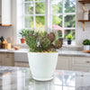 Purple Prickly Pear &
