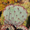 Purple Prickly Pear &