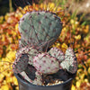 Purple Prickly Pear &