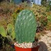 Opuntia ficus indica Edible Nopales