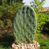 Opuntia ficus indica Edible Nopales