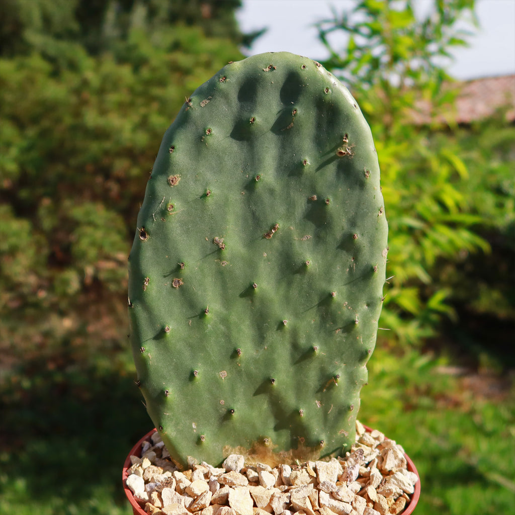 Opuntia ficus indica Edible Nopales