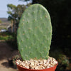 Opuntia ficus indica Edible Nopales