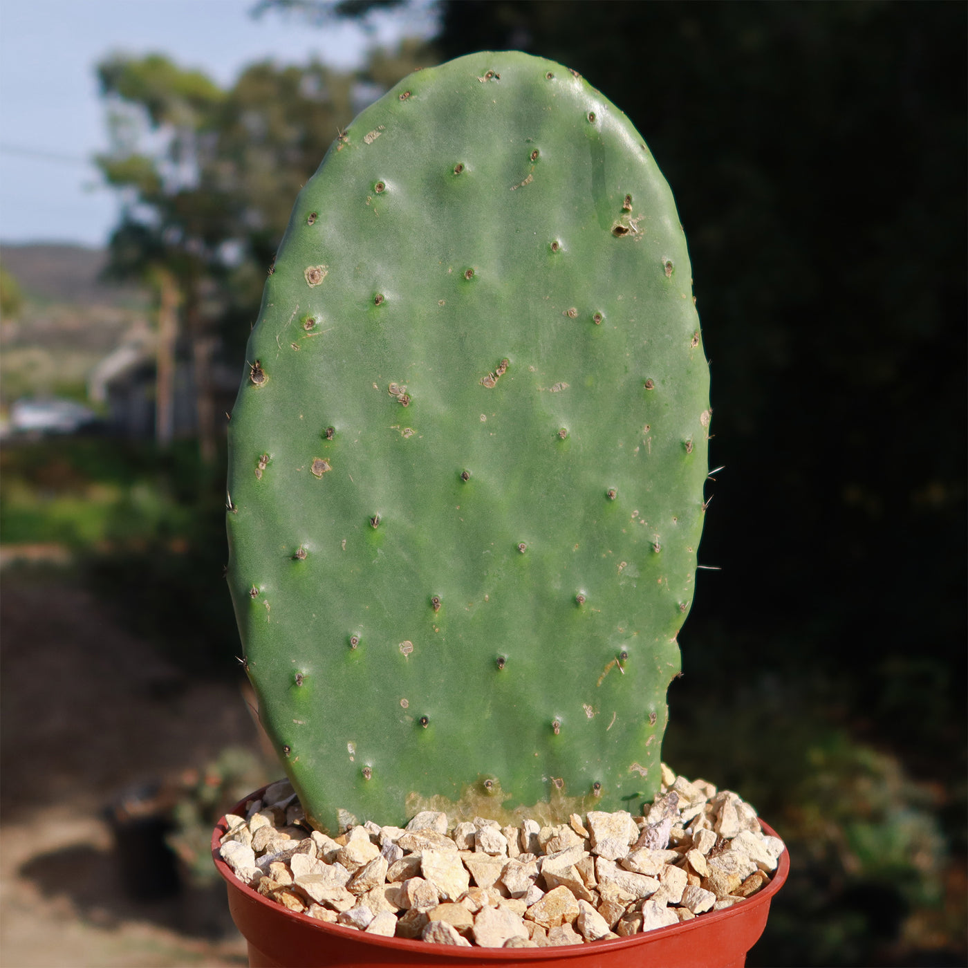 prickly pear cactus nopales Shop For Opuntia Ficus Indica Succulent Shrub