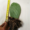 Opuntia ficus indica Edible Nopales