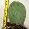 Opuntia ficus indica Edible Nopales