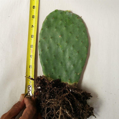 Opuntia ficus indica Edible Nopales
