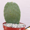 Opuntia ficus indica Edible Nopales