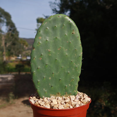 prickly pear cactus skeleton for sale Shop For Opuntia Ficus Indica Succulent Shrub