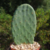 Opuntia ficus indica Edible Nopales