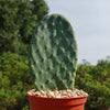 Opuntia ficus indica Edible Nopales