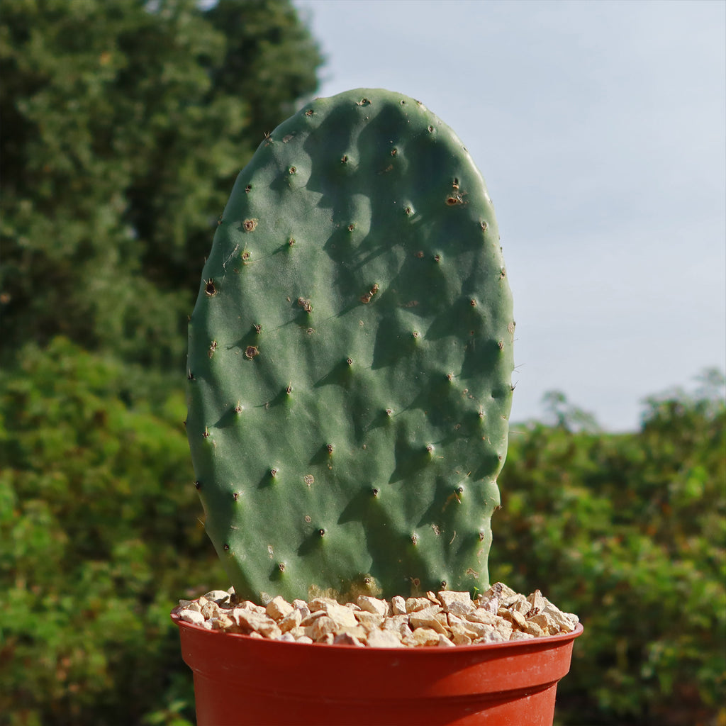 Opuntia ficus indica Edible Nopales