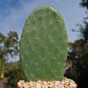 Opuntia ficus indica Edible Nopales