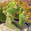 Opuntia microdasys monstrose