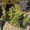 Opuntia microdasys monstrose