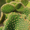 Opuntia microdasys monstrose