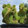 Opuntia microdasys monstrose