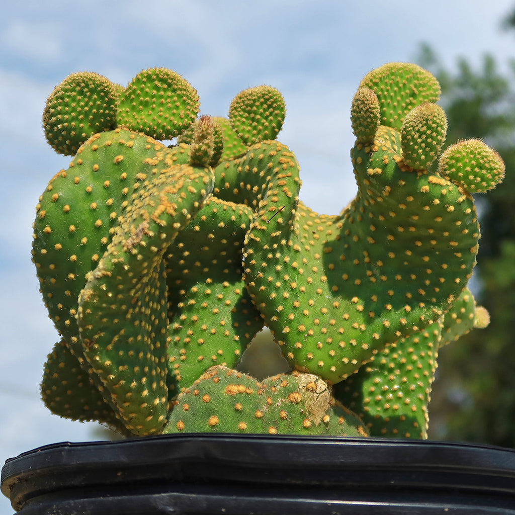 Opuntia microdasys monstrose