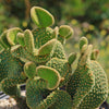 Opuntia microdasys monstrose