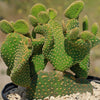 Opuntia microdasys monstrose