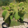 Opuntia microdasys monstrose