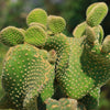 Opuntia microdasys monstrose