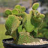 Opuntia microdasys monstrose