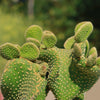 Opuntia microdasys monstrose