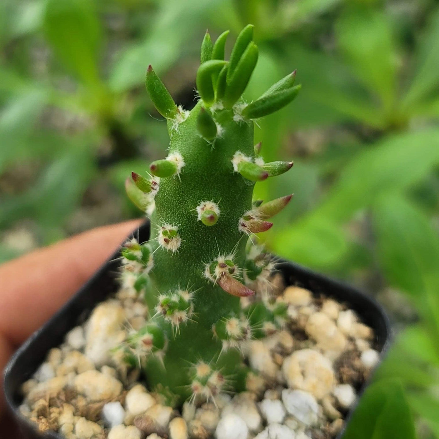 Opuntia subulata