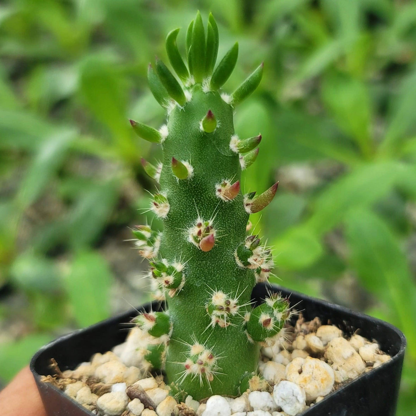 eve's needle succulent Eve's Needle Cactus