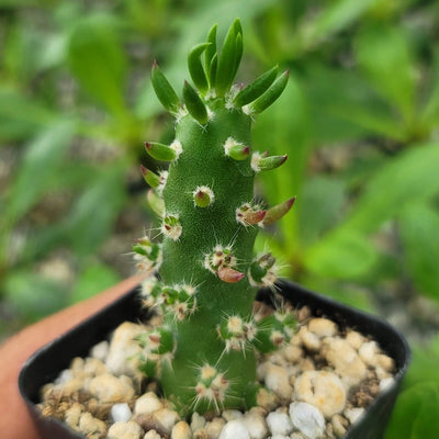 eve's pin succulent Eve's Needle Cactus
