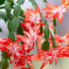 Christmas Cactus &