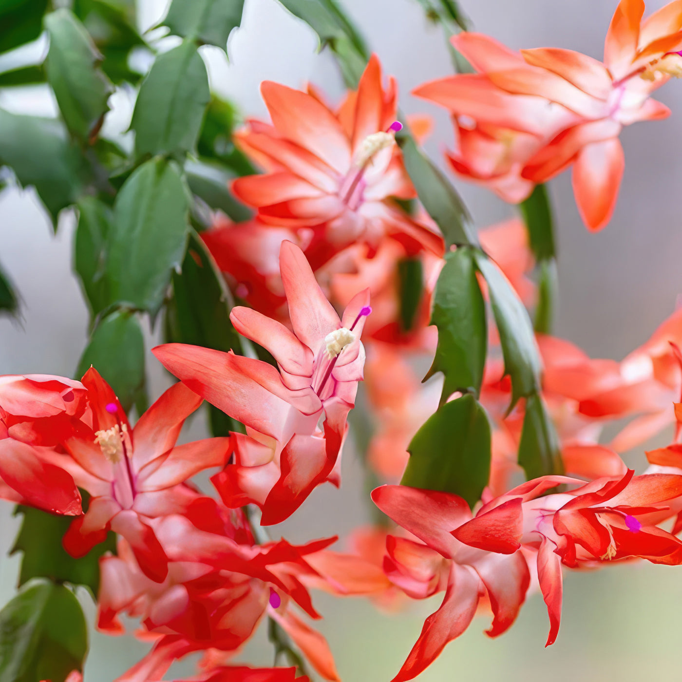 Christmas Cactus 'Schlumbergera bridgesii'