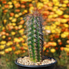 Old Man of the Andes Cactus -  Oreocereus celsianus