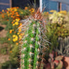 Old Man of the Andes Cactus -  Oreocereus celsianus