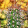 Old Man of the Andes Cactus -  Oreocereus celsianus