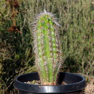 Oreocereus pseudofossulatus Columnar Cactus | Planet Desert