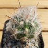 Old Man of the Mountain Cactus ‘Oreocereus trollii’