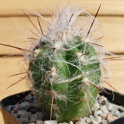Old Man of the Mountain Cactus ‘Oreocereus trollii’