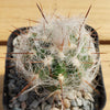 Old Man of the Mountain Cactus ‘Oreocereus trollii’