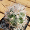 Old Man of the Mountain Cactus ‘Oreocereus trollii’