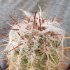 Old Man of the Mountain Cactus ‘Oreocereus trollii’