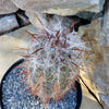 Old Man of the Mountain Cactus ‘Oreocereus trollii’