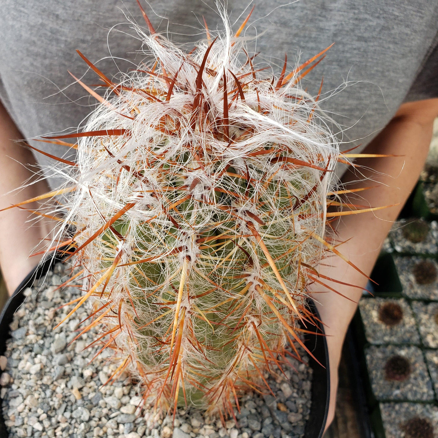 Old Man of the Mountain Cactus ‘Oreocereus trollii’