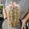 Old Man of the Mountain Cactus ‘Oreocereus trollii’