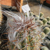 Old Man of the Mountain Cactus ‘Oreocereus trollii’