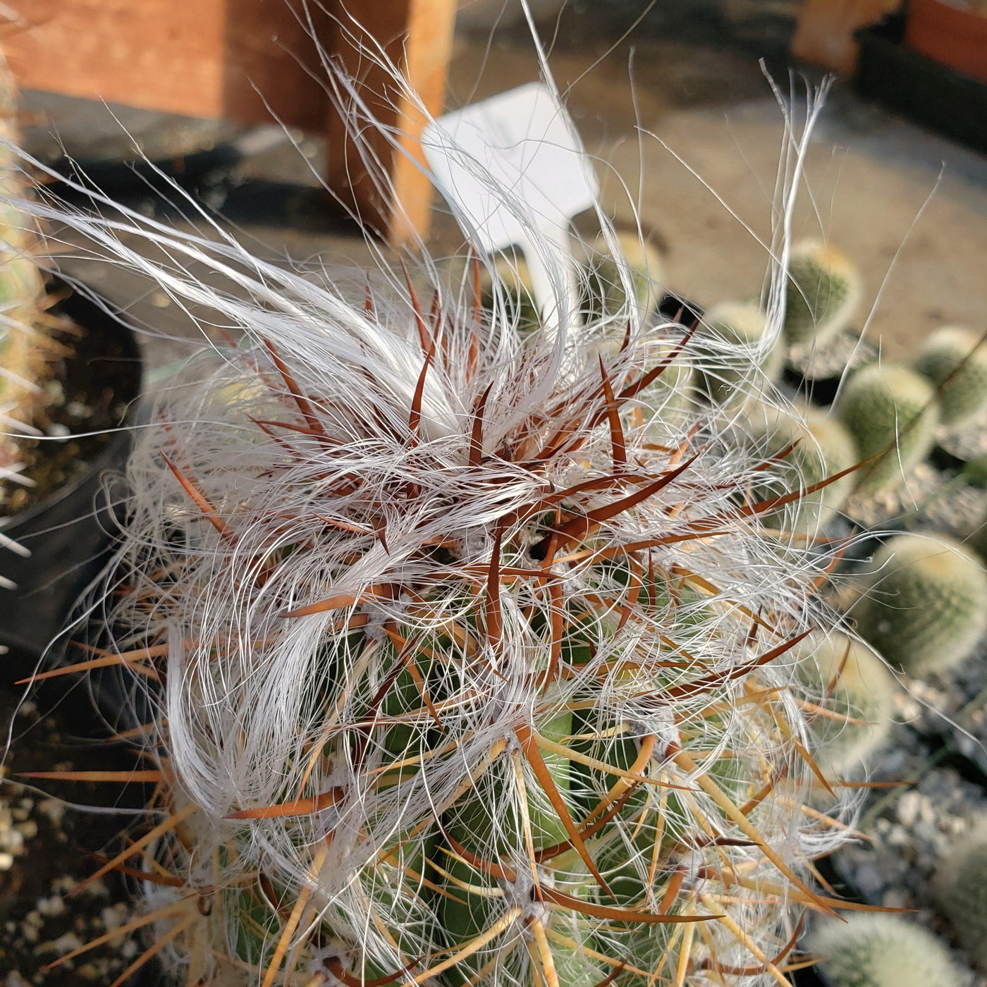 Old Man of the Mountain Cactus ‘Oreocereus trollii’